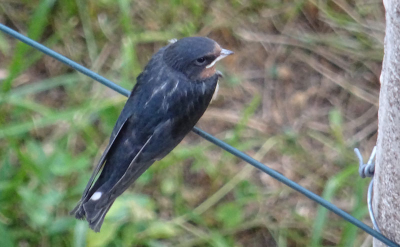 Hirundo rustica ?